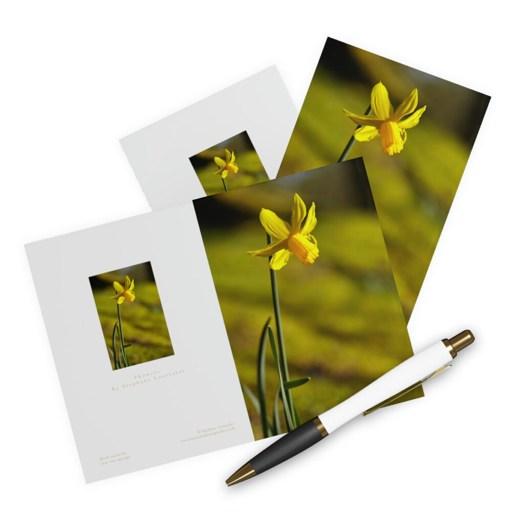 Daffodil Greetings Cards