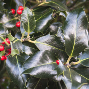 Holly eCard