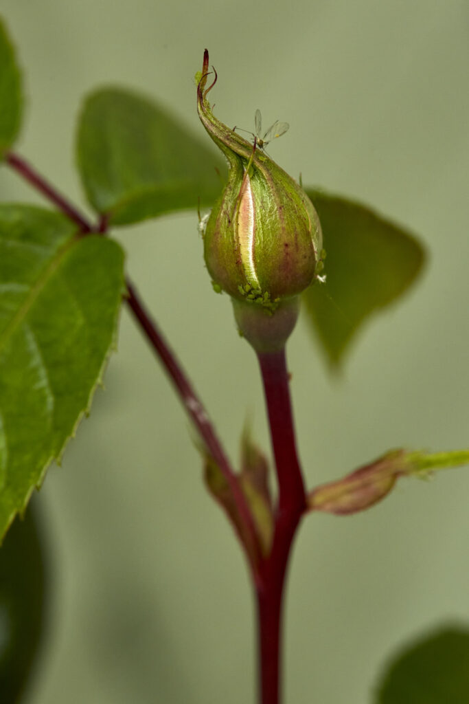 Flora  V