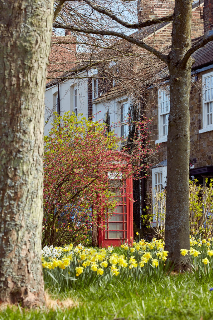 daffodils at the foot of a jubilee phone box